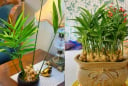 Mệnh nào trồng gừng phong thủy hút tài lộc vào nhà?
