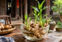 Mẹo trồng gừng thủy sinh nhanh nảy mầm, đẻ nhiều nhánh