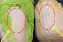 Cải thảo trắng và cải thảo xanh, loại nào ngon hơn?