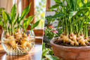 Trồng gừng phong thủy: Nên chọn gừng thủy sinh hay trồng đất?