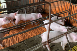 Cấm nuôi gà, lợn ở 12 quận Hà Nội kể từ ngày 1/8