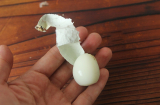 Mẹo luộc trứng cút thơm ngon, không cho trực tiếp vào nồi vỏ trứng tự động bong ra