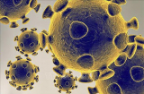 Cảnh báo: Biến thể SARS-CoV-2 tại Nam Phi, có thể vô hiệu hóa vaccine