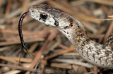 Tiết lộ lý do vì sao lưỡi loài rắn lại chẻ làm đôi?