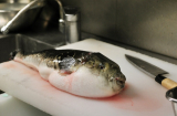 Thứ cá có độc chết người nhưng trở thành món đặc sản vạn người mê ở Nhật Bản