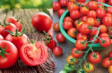 Nhìn vào điểm này: Biết ngay cà chua có ngọt, mọng nước, nhiều thịt và có chất bảo quản hay không