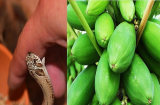 5 loại cây giải độc khi bị rắn cắn, côn trùng đốt, ngộ độc thực phẩm