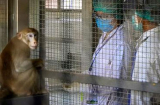 Trung Quốc lại ghi nhận ca tử vong do nhiễm virus hiếm gặp từ khỉ