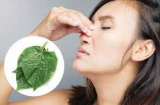 Ai bị viêm mũi, viêm xoang: Áp dụng ngay bài thuốc với loại lá quen thuộc, chẳng tốn tiền mua thuốc