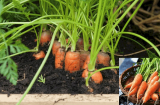 Mẹo trồng cà rốt đơn giản tại nhà, cứ 3 tháng lại cho một lứa, củ mập mạp ngọt ngon