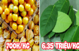 Những thứ ở Việt Nam vứt chỏng chơ sang nước ngoài giá cao ngất: 1 chiếc lá chuối 460k, lá chanh tận 6 triệu/kg