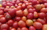 5 cách chọn mua cà chua đúng chuẩn tươi ngon, chín tự nhiên, an toàn cho gia đình bạn