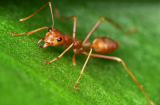 Nhà tuyển dụng hỏi: 1 con kiến có 7 chân, vậy 100 con kiến có tổng mấy chân? Đáp án không hề dễ