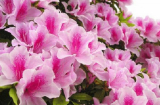 6 loại hoa trồng ở ban công giúp hóa giải vận xui, mang may mắn, chiêu tài lộc
