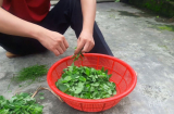 Người Việt vẫn 'mách nhau' ăn rau ngót kiểu này mà không biết gây hại vô cùng
