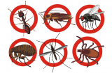 7 mẹo đơn giản giúp bạn dễ dàng đuổi côn trùng ra khỏi nhà