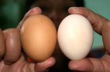 Trứng gà ta có bổ hơn trứng gà công nghiệp hay không?