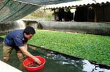 Nghề lạ ở Việt Nam: Nuôi loài ăn toàn thứ bỏ đi, đút túi trăm triệu mỗi tháng