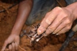 Nghề lạ ở Việt Nam: Vào rừng săn loài xấu hoắc, một buổi kiếm nửa triệu đồng
