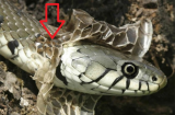 Vì sao loài rắn phải thường xuyên tự lột da, bao giờ thì rắn không lột da nữa?