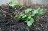 5 loại rau nhặt lá xong nhớ giữ lại cành, đem cắm xuống đất quanh năm có rau ăn