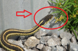 4 loại cây trồng 'mời gọi' rắn về, nhổ bỏ ngay nếu không muốn cả nhà bị đe dọa