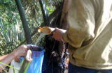 Nghề lạ ở Việt Nam: ‘Mổ’ cây lấy nước cũng ra tiền