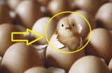 Quả trứng có trước hay con gà có trước? Câu hỏi đau đầu cả trăm năm đã có đáp án chính xác