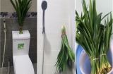 7 cách tự nhiên giúp loại bỏ mùi hôi nhà vệ sinh chung cư hiệu quả