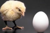 Con gà có trước hay quả trứng có trước? Đáp án chính xác của câu hỏi kinh điển này như sau