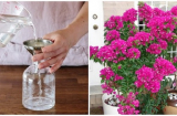 Trồng hoa giấy đừng chỉ tưới nước lã, thêm thìa nước này vào hoa nở suốt cả năm