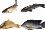 Người bán cá tiết lộ: Đi chợ thấy 7 loại cá này nên mua ngay, cá tự nhiên giàu dinh dưỡng, giá lại rẻ