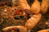 Kiến chúa sống lâu hơn kiến thợ rất nhiều dù phải đẻ trứng cho cả đàn, bí mật nằm ở một chỗ