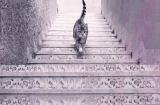 Con mèo đang đi lên hay đi xuống cầu thang? Đáp án tiết lộ năng lực lãnh đạo bẩm sinh