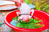 Vò nắm lá này thả vào chậu nước: Nhổ lông vịt siêu nhanh, không dính một cọng lông măng