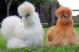 Giống gà lông xù như chó Nhật giá hơn 10 triệu đồng/con: Đại gia xếp hàng chờ 1 năm mới mua được