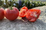 Mua cà chua đừng chỉ chọn quả đỏ, người bán tiết lộ cách chọn quả nào cũng nhiều cát, ngọt và mọng nước