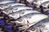 Đây là 4 loại cá 'bẩn nhất chợ', người mua nên cân nhắc kỹ trước khi mang về nhà ăn