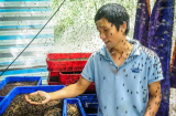 Nghề lạ ở Việt Nam: Thu nhập tới 80 triệu/tháng từ việc nuôi loài “ai cũng ghét”