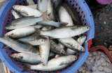5 loại cá sống tự nhiên không lo tăng trọng: Đi chợ nhìn thấy nhớ mua ngay kẻo hết