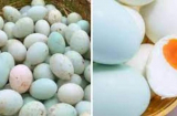 Mua trứng vịt nên chọn “vỏ trắng” hay “vỏ xanh”? Người bán tiết lộ cách chỉ người trong nghề mới biết