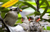 Chim mẹ luôn bỏ đói một số con khi cho các chim con ăn: Hoá ra đấy mới là khôn