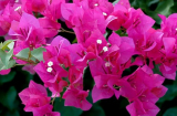 Hoa giấy trồng mãi không chịu nở? Dùng 3 chiêu này, hoa nở liên tục, rực rỡ quanh năm