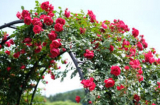 Hoa hồng mê nhất loại nước này, một tuần cho cây 'uống' 1 lần, hoa nở rực rỡ kín cành