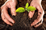 3 ‘chiêu’ giúp đất luôn màu mỡ tơi xốp cho cây phát triển xanh tốt mà không cần mất công thay đất