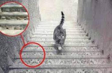 Trắc nghiệm: Con mèo đi lên hay đi xuống? Câu trả lời sẽ tiết lộ năng lực đặc biệt của bạn