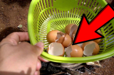 Đổ vỏ trứng vào chảo rồi rang đều, có ngay kho báu quý cho cả nhà