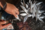 Loại cá nhiều chất bổ, giá bình dân bán đầy ngoài chợ: Ai không ăn thì phí