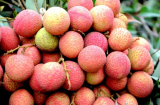 4 loại quả đặc sản của Việt Nam được săn đón, dù giá cao vẫn đắt hàng