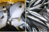 Người bán cá tiết lộ: Đi chợ thấy 7 loại cá này nên mua ngay, cá tự nhiên, không chứa thủy ngân, bổ dưỡng